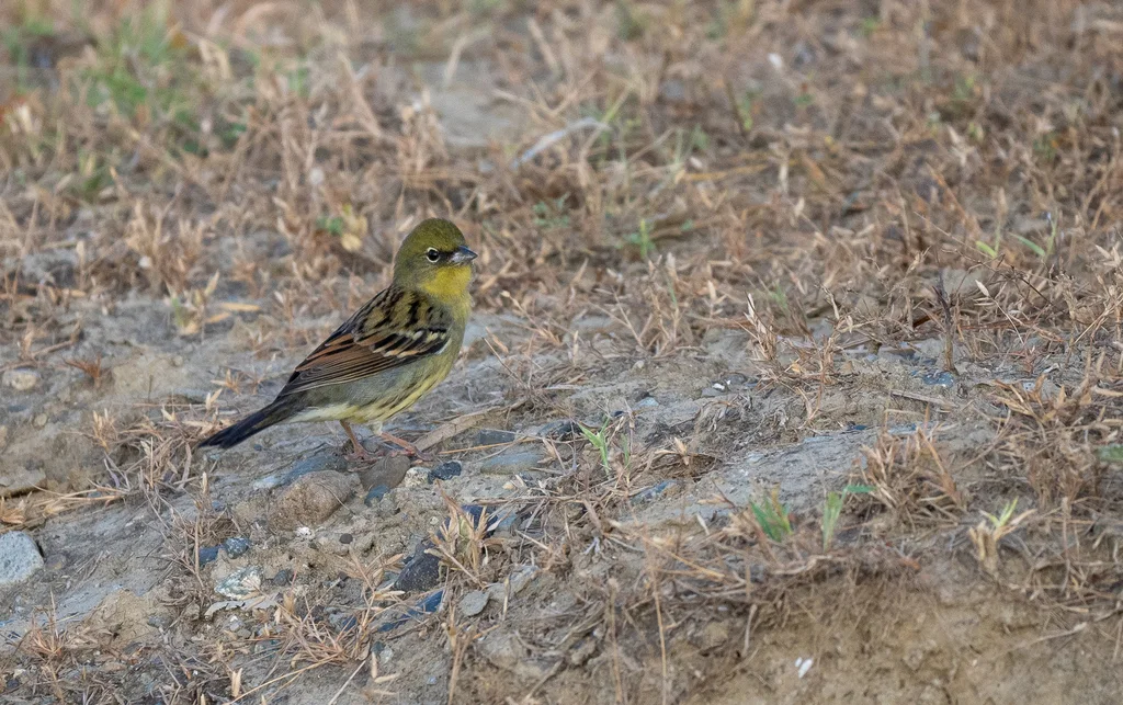 硫黄鹀(Emberiza sulphurata)