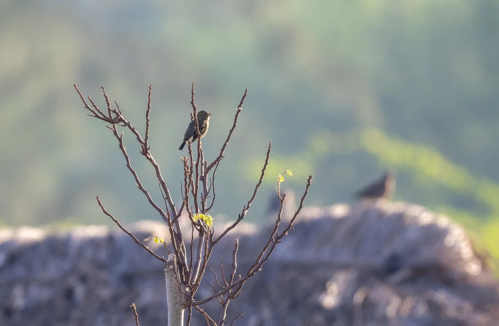 硫黄鹀(Emberiza sulphurata)
