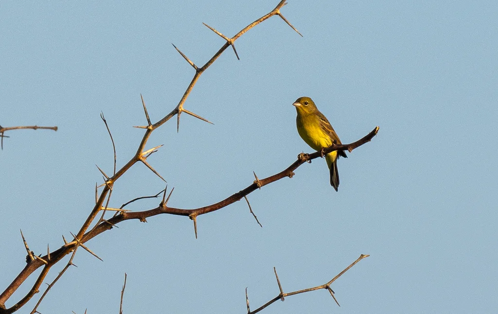 硫黄鹀(Emberiza sulphurata)