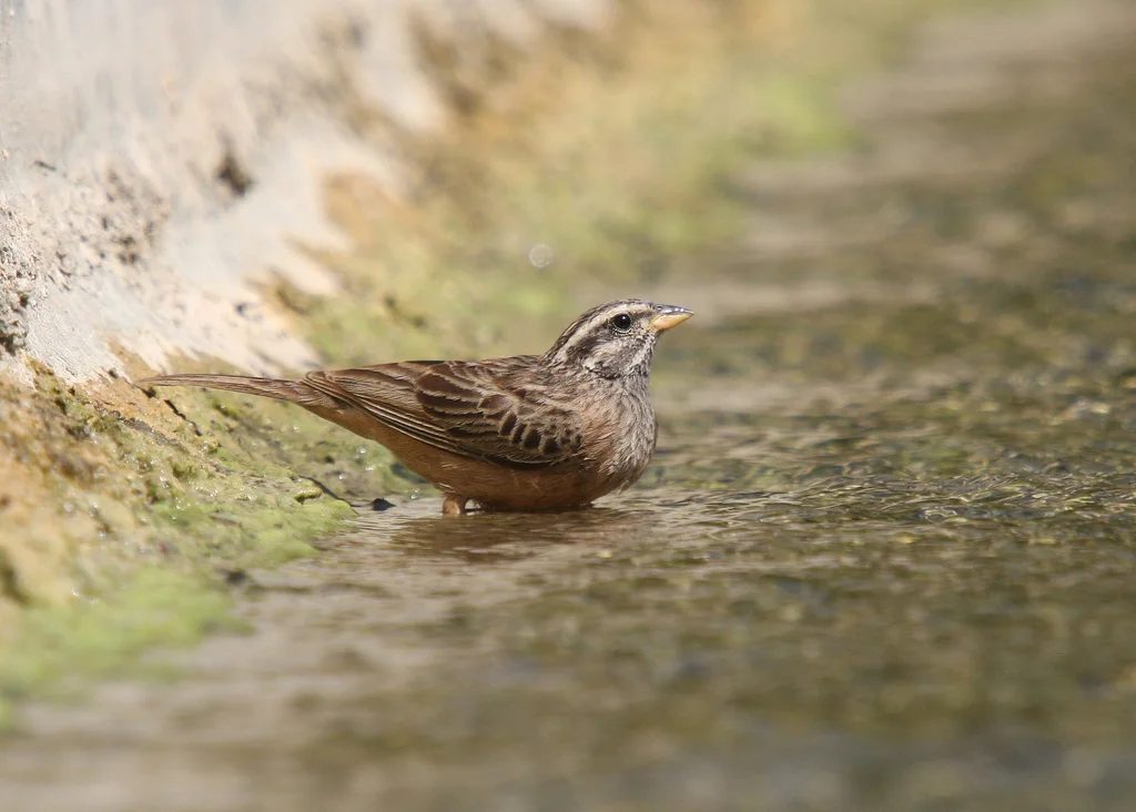朱胸鹀(Emberiza tahapisi)