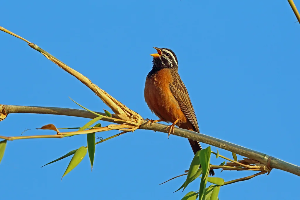 朱胸鹀(Emberiza tahapisi)
