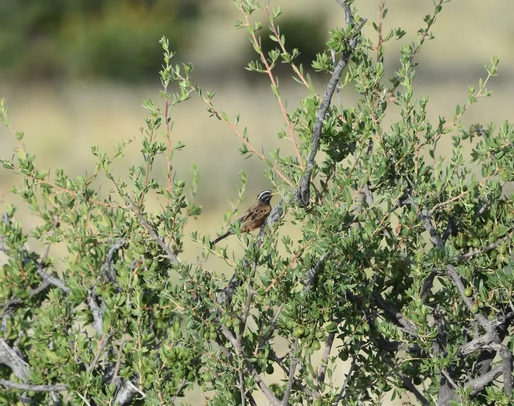 朱胸鹀(Emberiza tahapisi)