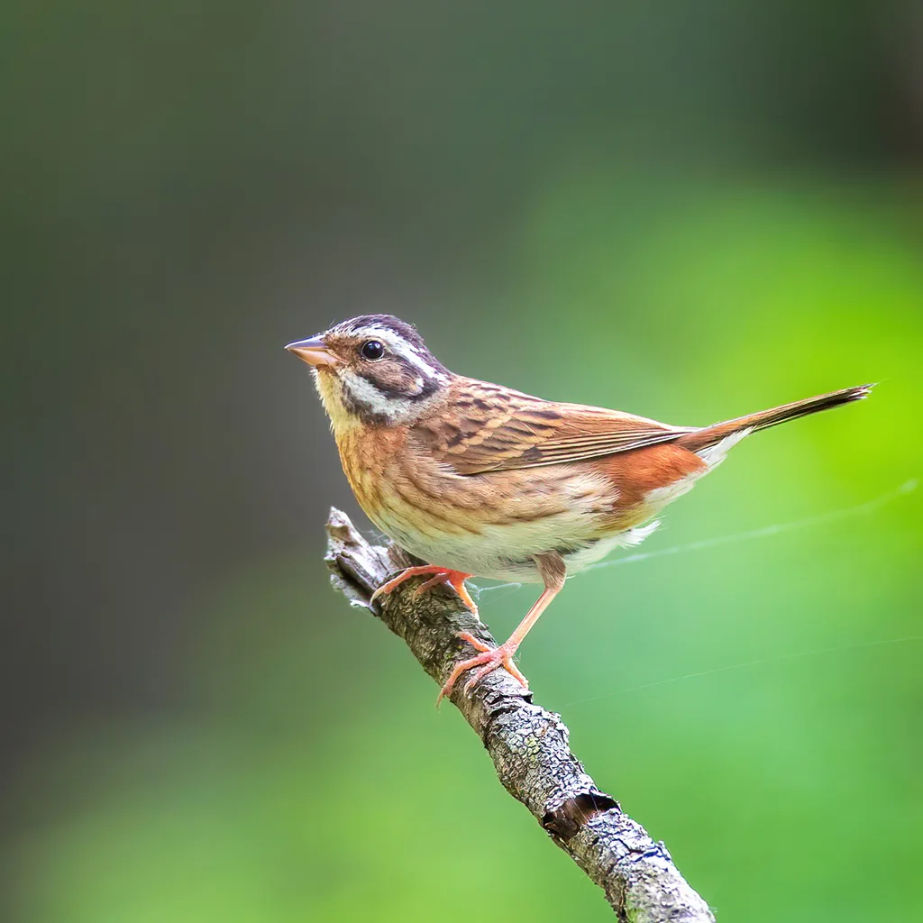 白眉鹀(Emberiza tristrami)