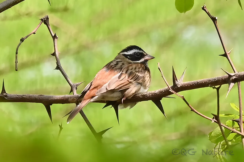 白眉鹀(Emberiza tristrami)