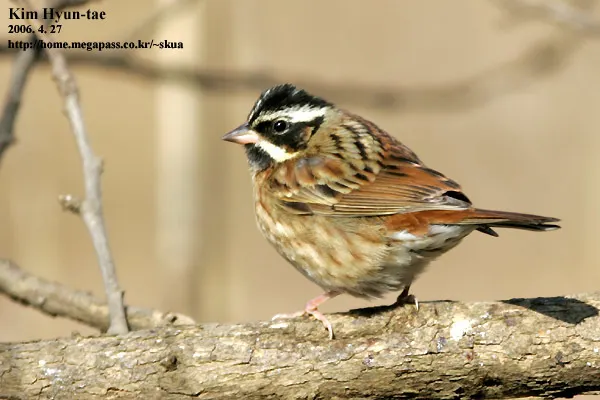 白眉鹀(Emberiza tristrami)