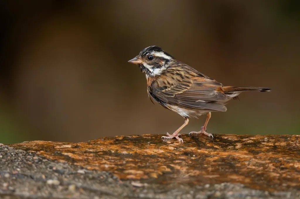 白眉鹀(Emberiza tristrami)