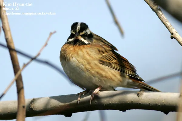 白眉鹀(Emberiza tristrami)