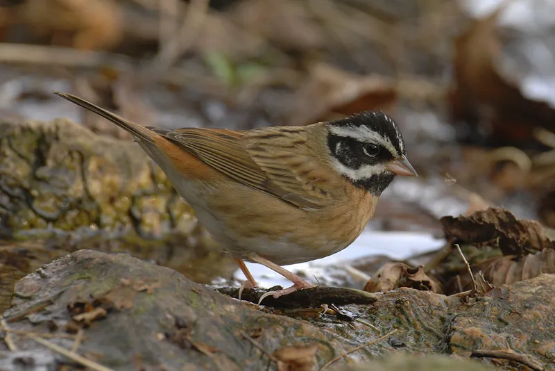 白眉鹀(Emberiza tristrami)