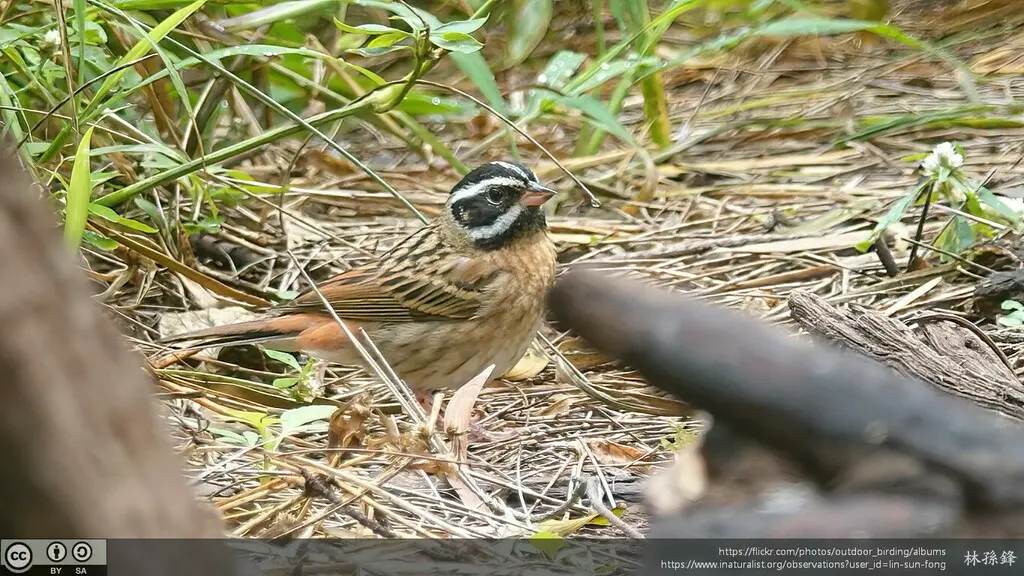 白眉鹀(Emberiza tristrami)