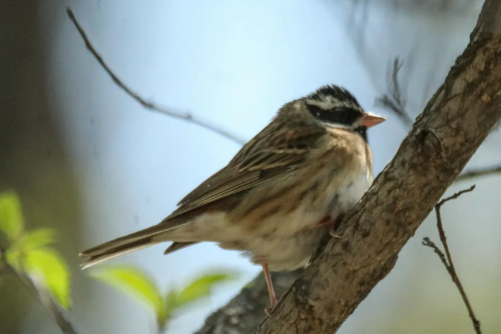 白眉鹀(Emberiza tristrami)