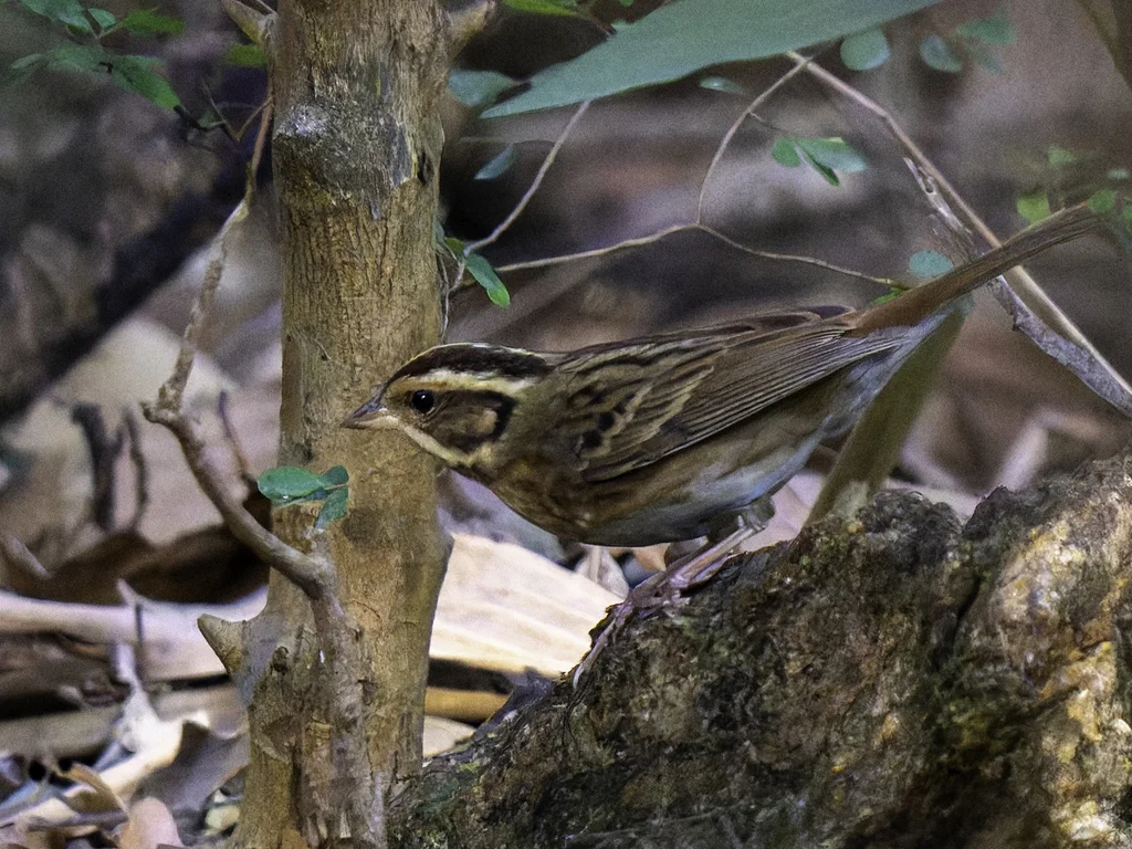 白眉鹀(Emberiza tristrami)
