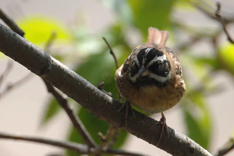 白眉鹀(Emberiza tristrami)