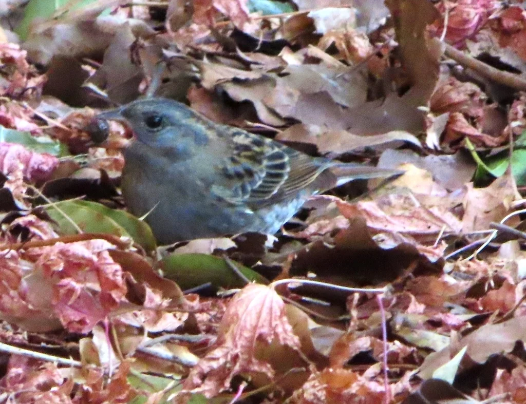 灰鹀(Emberiza variabilis)