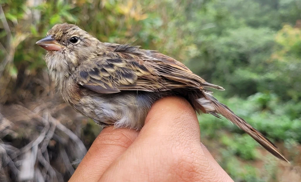 灰鹀(Emberiza variabilis)