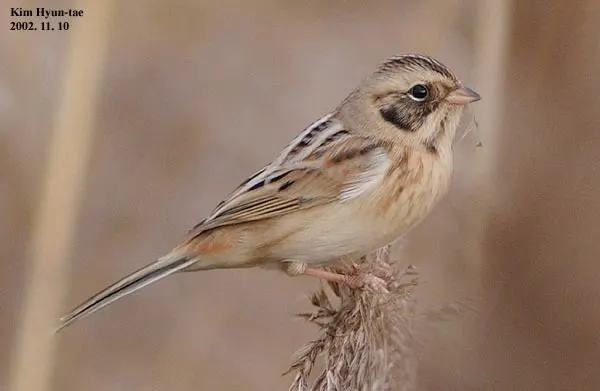 红颈苇鹀(Emberiza yessoensis)