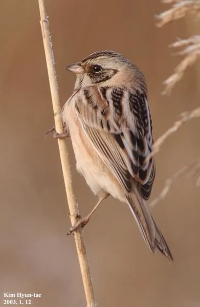 红颈苇鹀(Emberiza yessoensis)