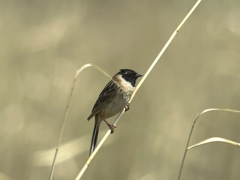 红颈苇鹀(Emberiza yessoensis)