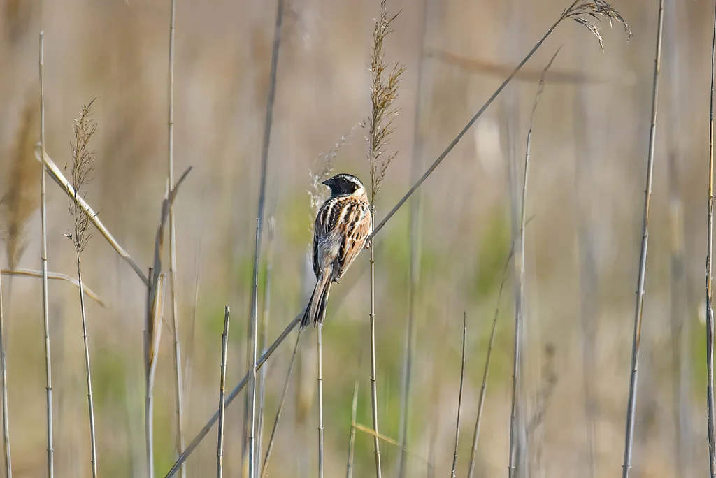 红颈苇鹀(Emberiza yessoensis)
