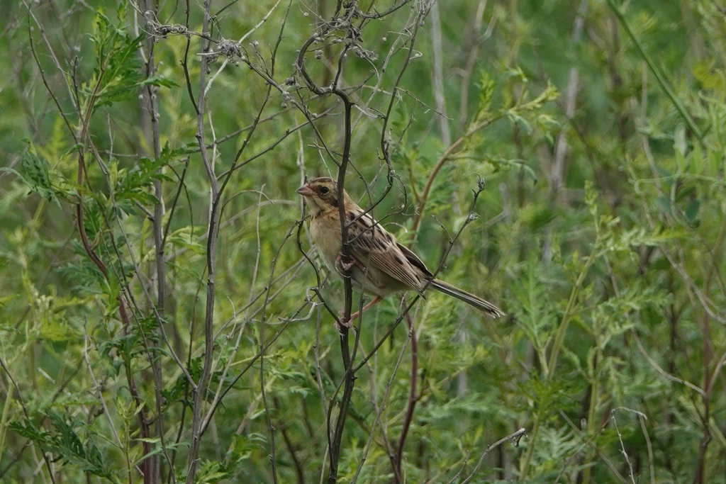 红颈苇鹀(Emberiza yessoensis)