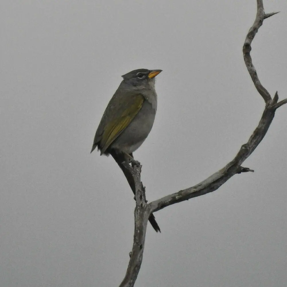 南美草鹀(Embernagra longicauda)