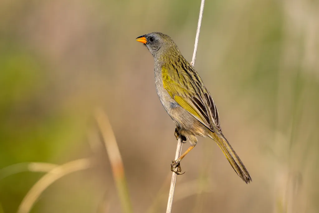 大南美草鹀(Embernagra platensis)