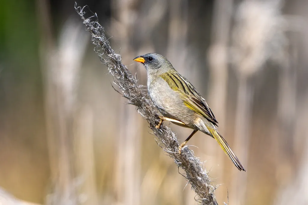 大南美草鹀(Embernagra platensis)