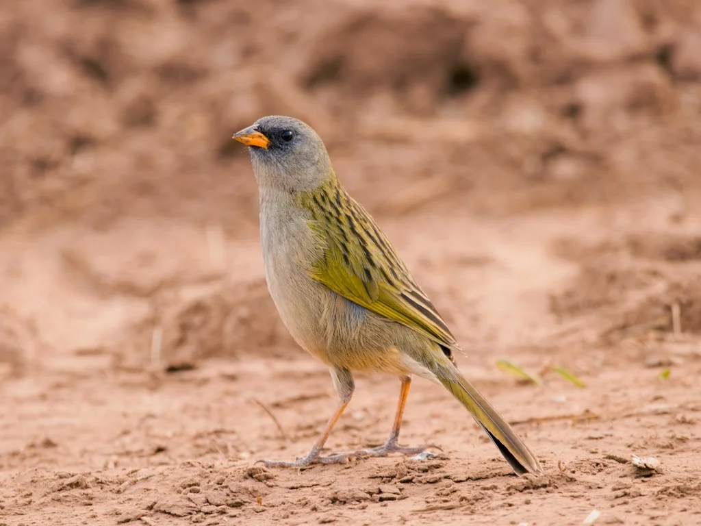 大南美草鹀(Embernagra platensis)