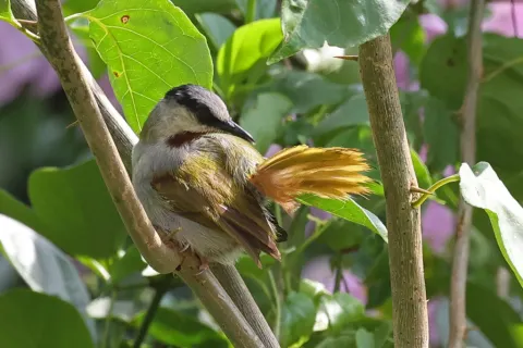 灰顶莺