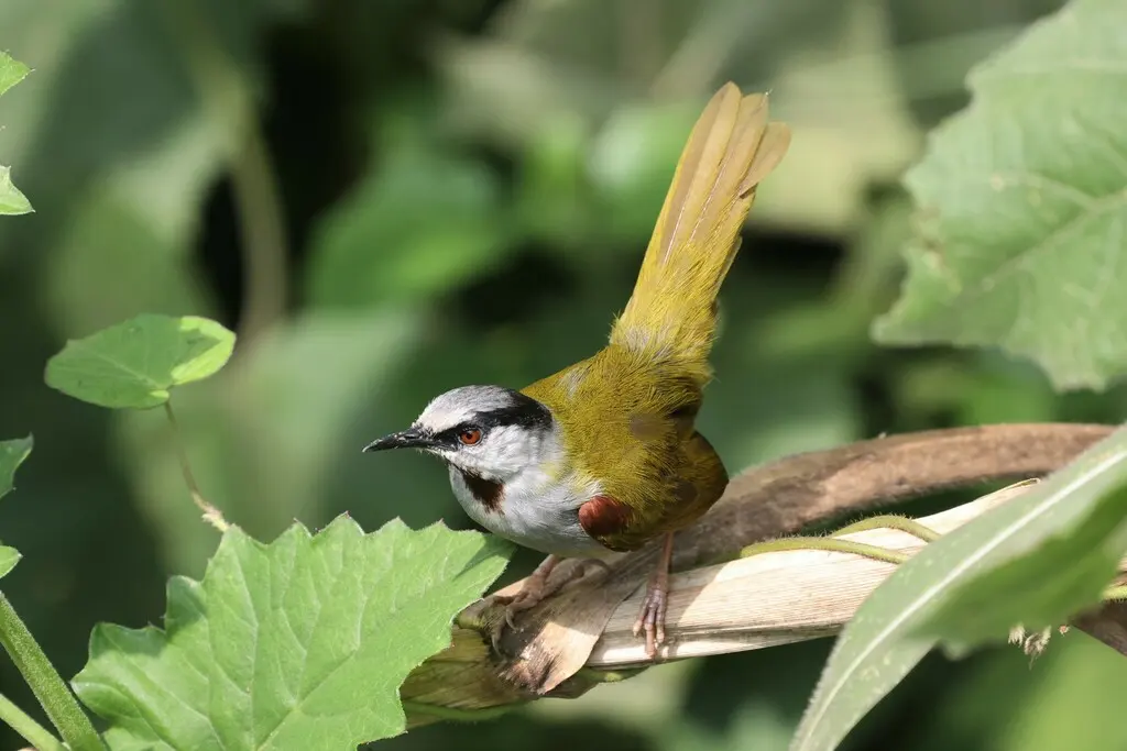 灰顶莺(Eminia lepida)