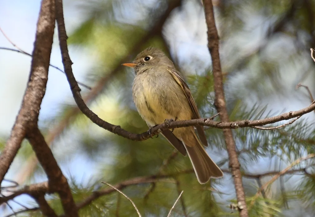 松纹霸鹟(Empidonax affinis)