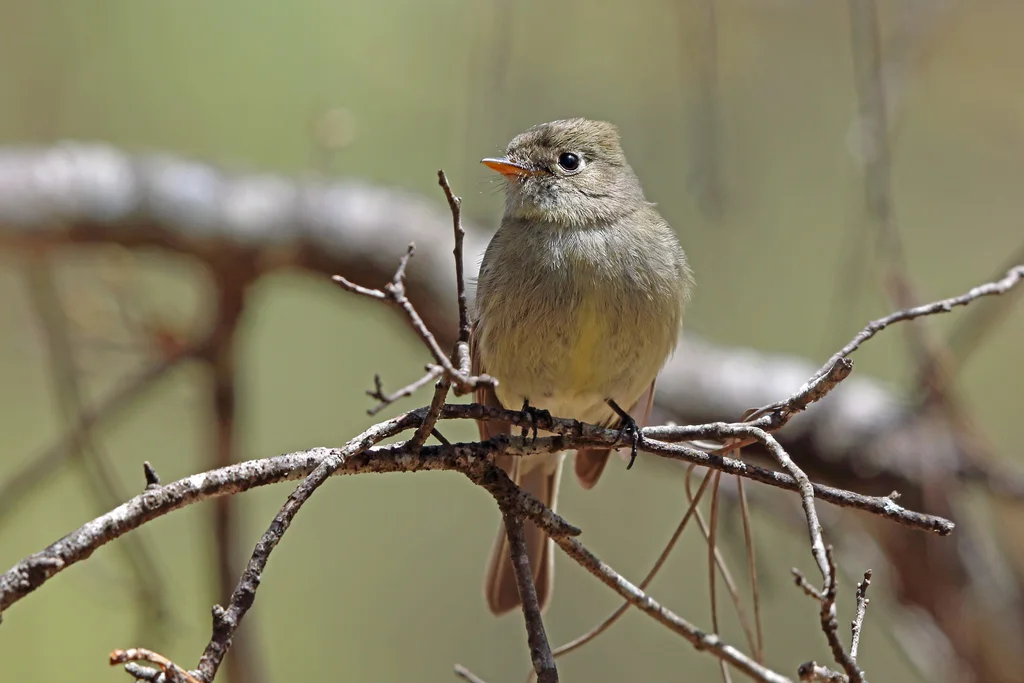 松纹霸鹟(Empidonax affinis)
