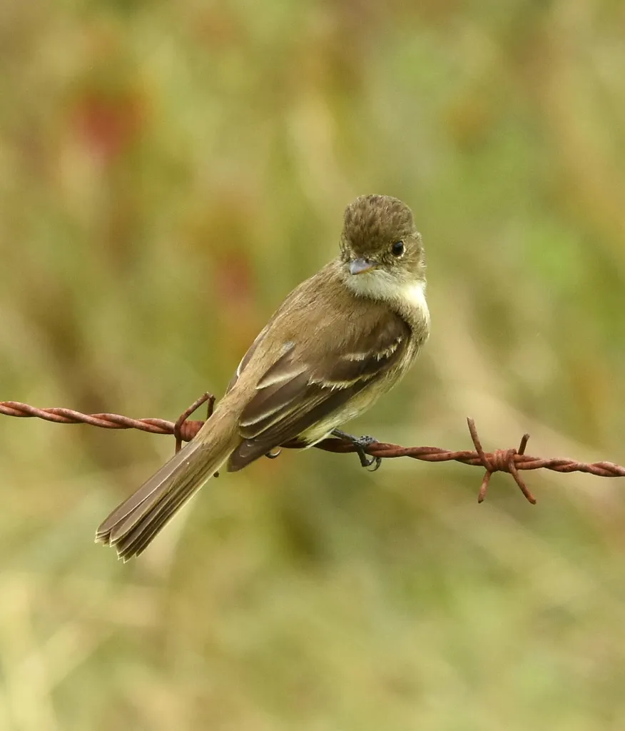 白喉纹霸鹟(Empidonax albigularis)