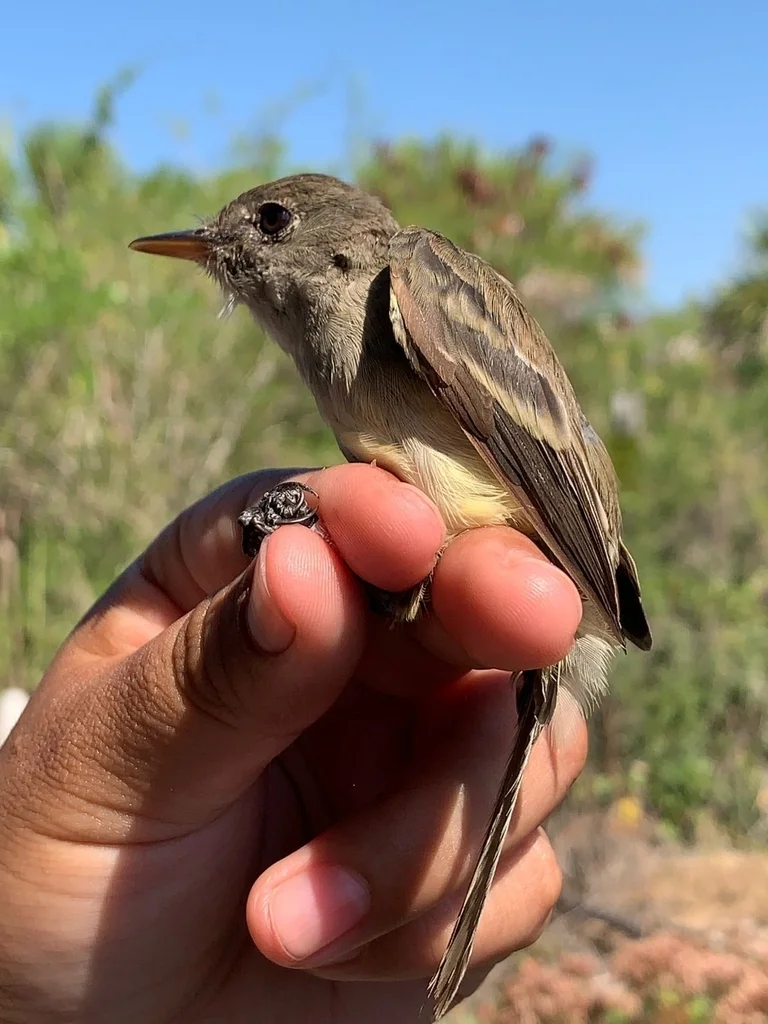 白喉纹霸鹟(Empidonax albigularis)