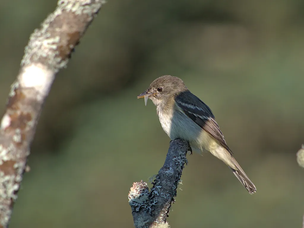 桤木纹霸鹟(Empidonax alnorum)
