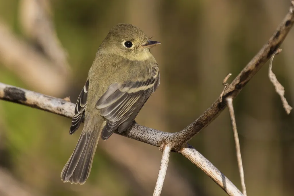 北美纹霸鹟(Empidonax difficilis)