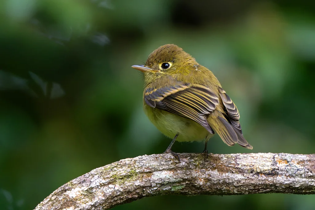 淡黄纹霸鹟(Empidonax flavescens)