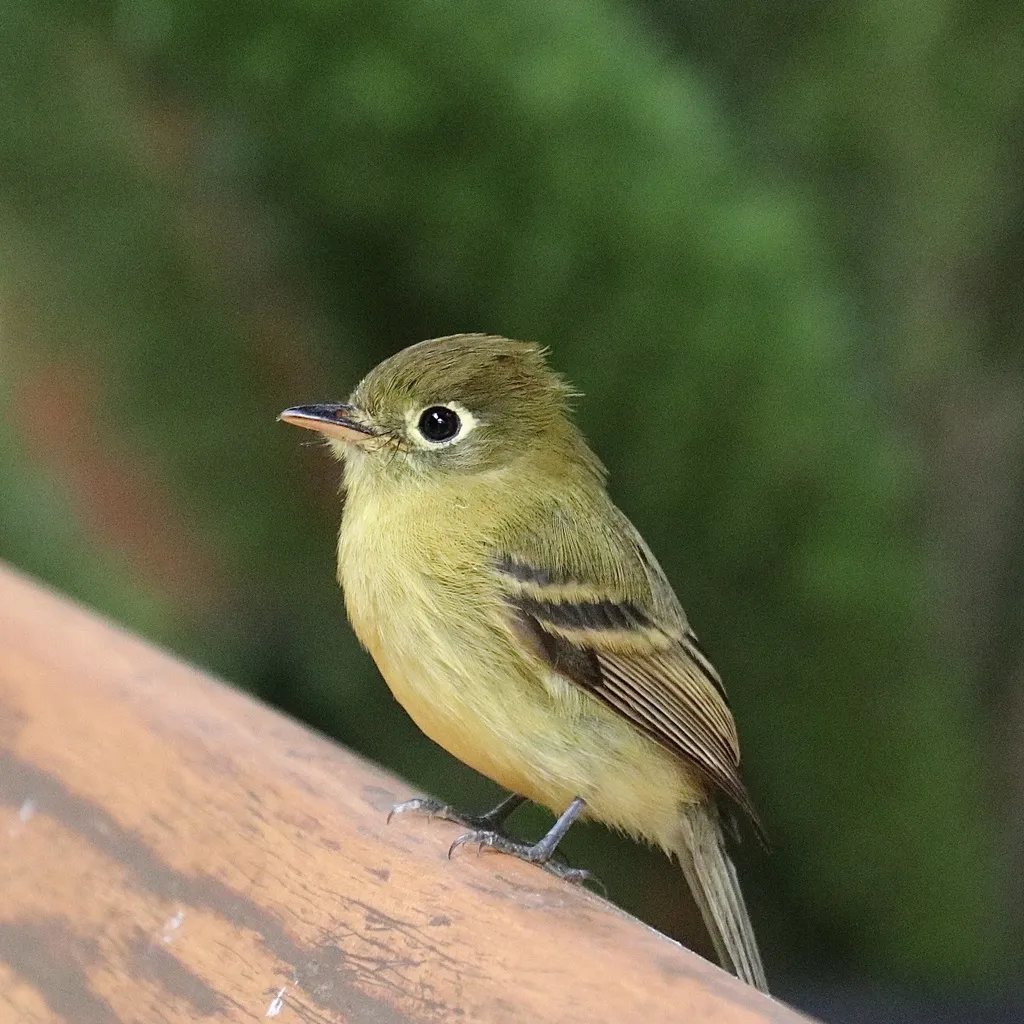 淡黄纹霸鹟(Empidonax flavescens)