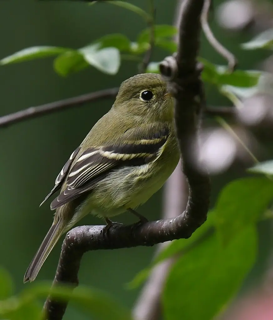 黄腹纹霸鹟(Empidonax flaviventris)