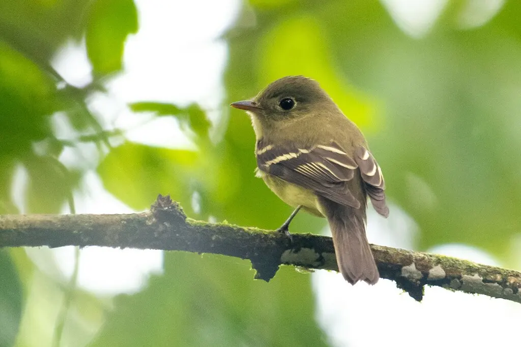 黄腹纹霸鹟(Empidonax flaviventris)