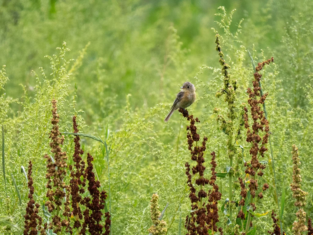 黄胸纹霸鹟(Empidonax fulvifrons)