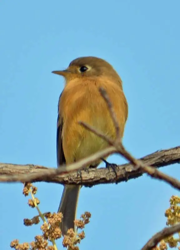 黄胸纹霸鹟(Empidonax fulvifrons)