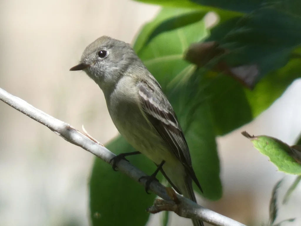 哈氏纹霸鹟(Empidonax hammondii)