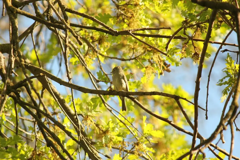 哈氏纹霸鹟(Empidonax hammondii)