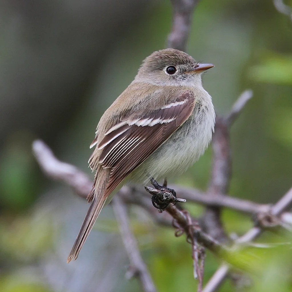 小纹霸鹟(Empidonax minimus)