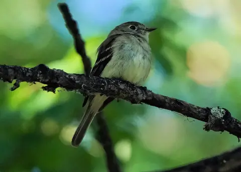 小纹霸鹟