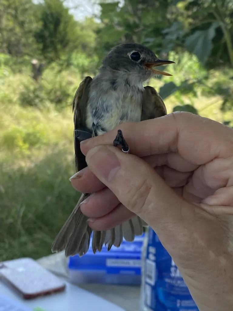 小纹霸鹟(Empidonax minimus)