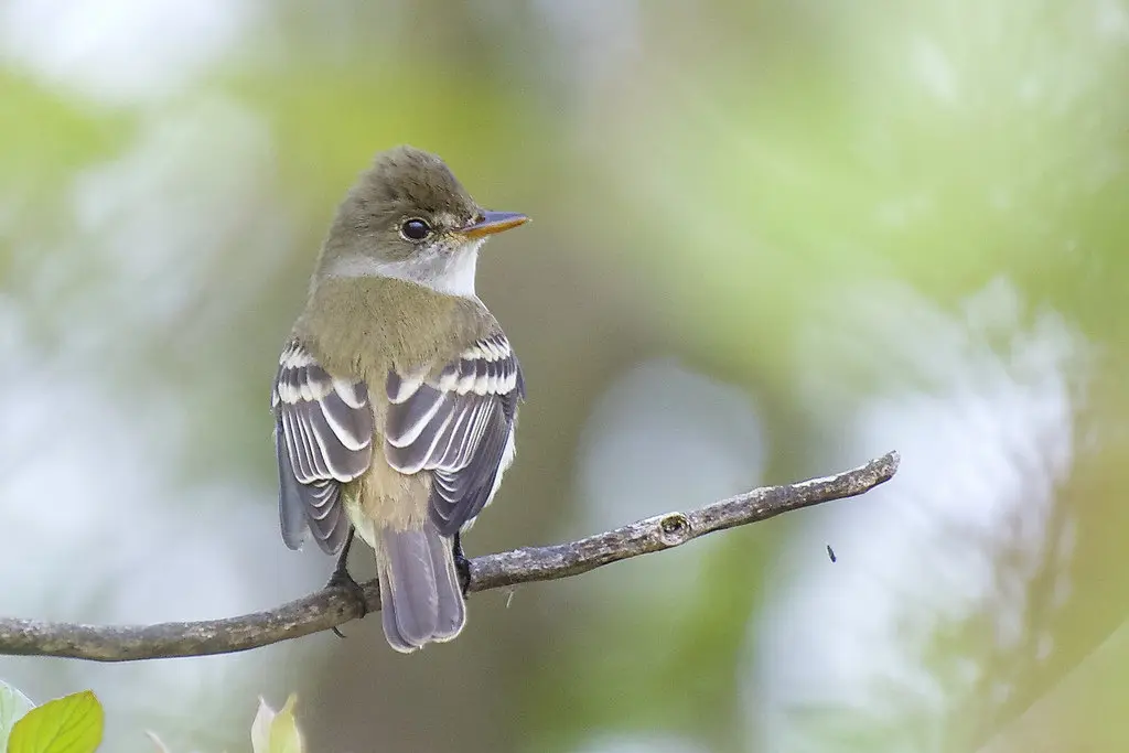 纹霸鹟(Empidonax traillii)