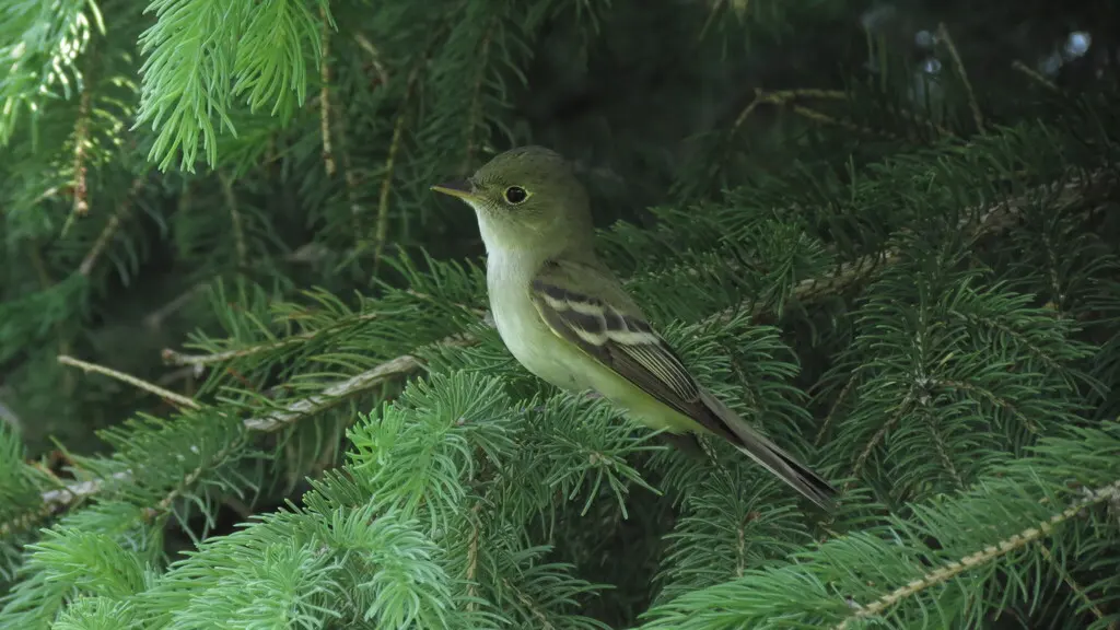 绿纹霸鹟(Empidonax virescens)