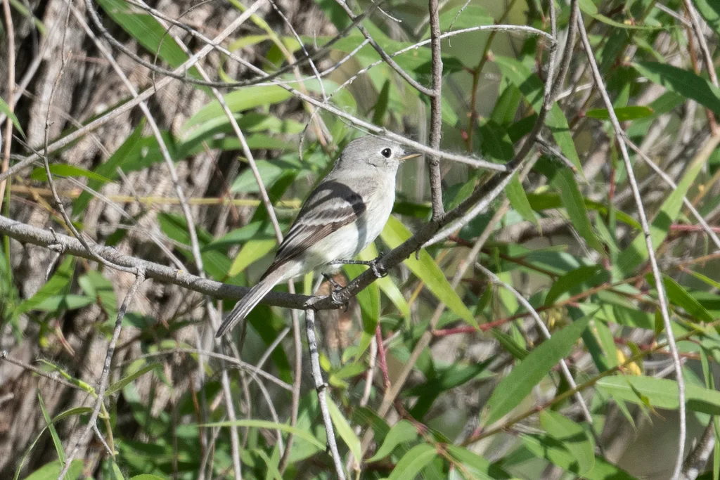 灰纹霸鹟(Empidonax wrightii)