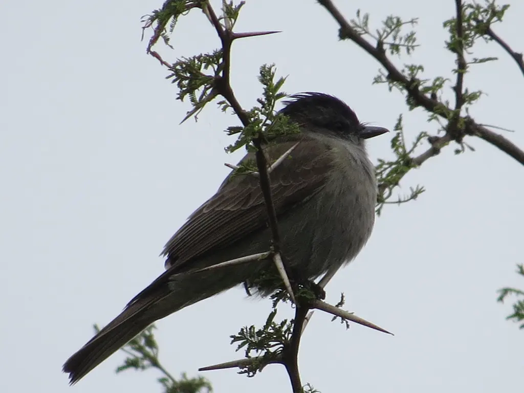 冠灰纹霸鹟(Empidonomus aurantioatrocristatus)